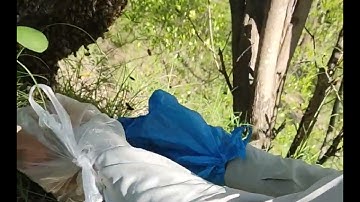 Catching Swarm ¦ Apis Cerana ¦ Native Bees.