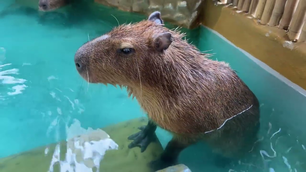 capy bara