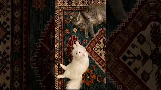 CatttT.  ya Toy ba.  #nasheed #islamicvideo #viral #cat #shortsviral #shorts #viralvideo #trending