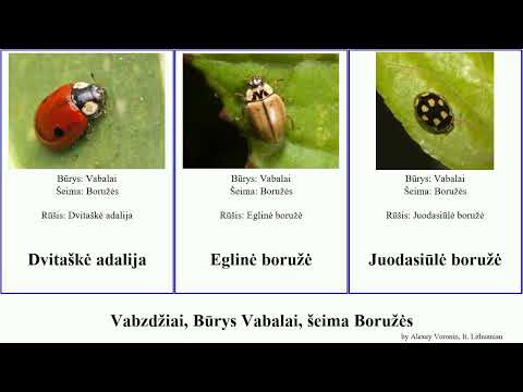 Vabzdžiai, Būrys Vabalai, šeima Boružės insect Keturdėmė Šešiolikataškė adalija Šešiolikadėmė lt.
