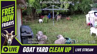 I use GOATS to Mow a Overgrown Suburban Yard Stream 2 - Free Mow Fridays