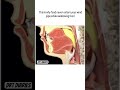 #drt #anatomy #science #paramedicaleducation #esophagus #trachea