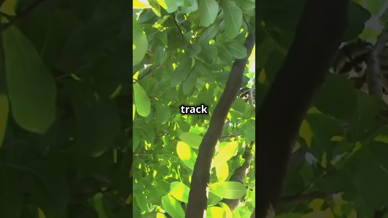 Super Sensors of the Animal Kingdom's 