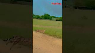 🦌🐆#kanhanationalpark#hunting#deerhunting #forest#forestlife#leopard#junglesafari#shorts#shortsvideo