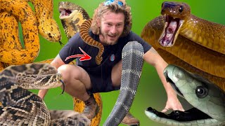 My Most Venomous Snakes