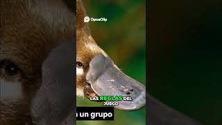 El Animal que Rompió la Biología: El Misterio del Ornitorrinco #shorts ​@PlanetaCuriosidadSalvaje
