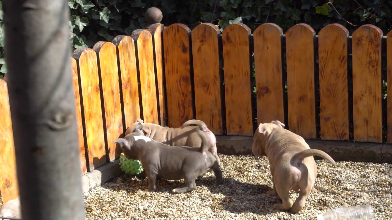 AMERICAN BULLY PUPPIES FOR SALE