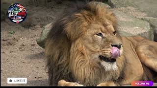 ​The Dark Secrets of the Lion King! 🦁 #shorts #facts #dailydoseus