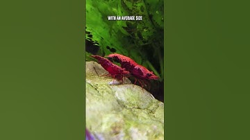 Red Cherry Shrimp: Male vs Female Differences (Method 1) 🦐 #shorts