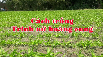 Cách trồng cây trinh nữ hoàng cung, LH: 084 501 9296