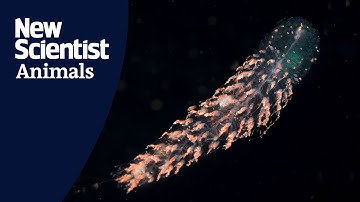 How jellyfish-like siphonophores are built for both speed and efficiency