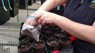 TACF's Kendra Collins Demonstrates How To Plant Chestnut Seed