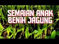 Cara menyemai biji benih jagung