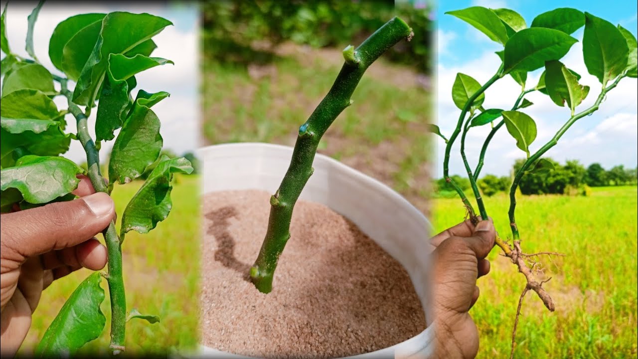 How To Grow Devil's Backbone Plant Pedilanthus Plant Ki Cutting