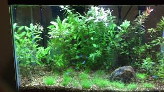 Controlling Algae by Doing Nothing.