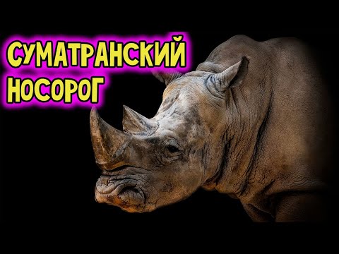 Суматранский носорог. Вымирающий вид носорогов