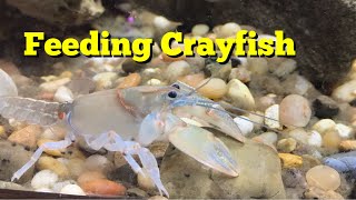 Feeding your Crayfish