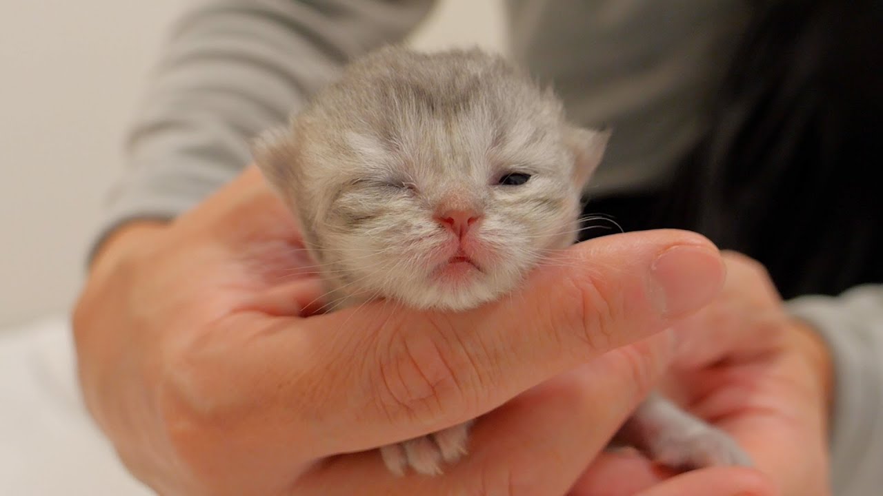 Кони, самая маленькая из всех, наконец-то открыла глаза!