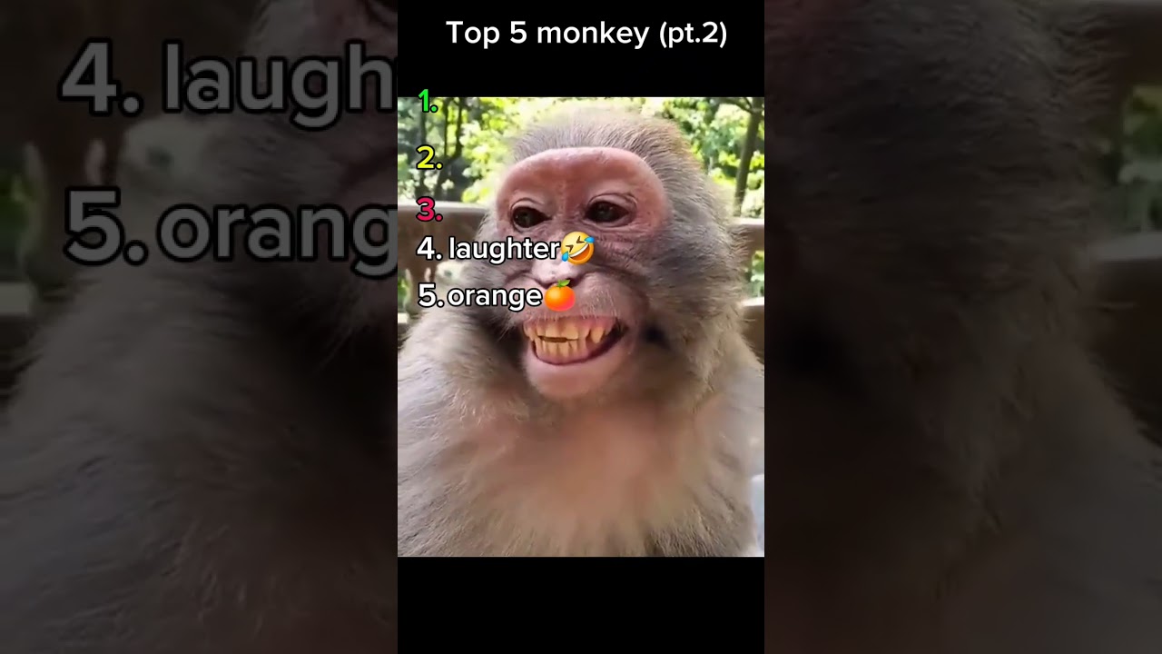 top 5 monkey 