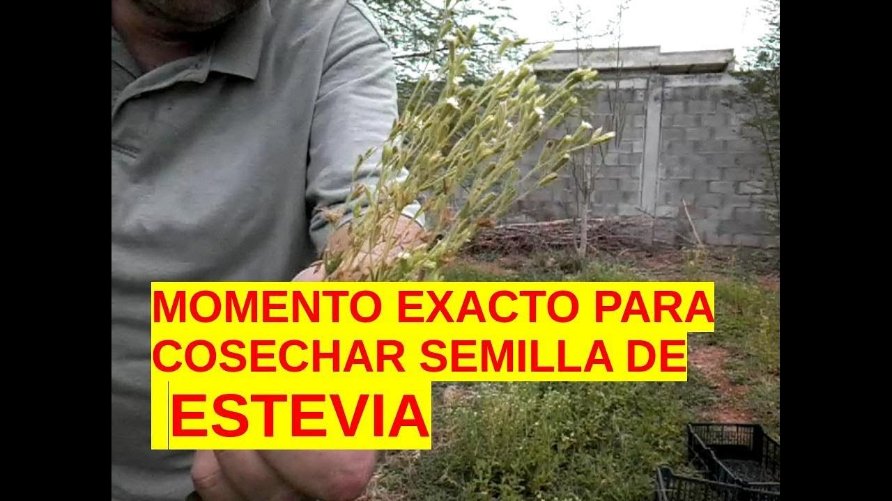 Stevia Rebaudiana Como Obtener la Semilla de Estevia YouTube