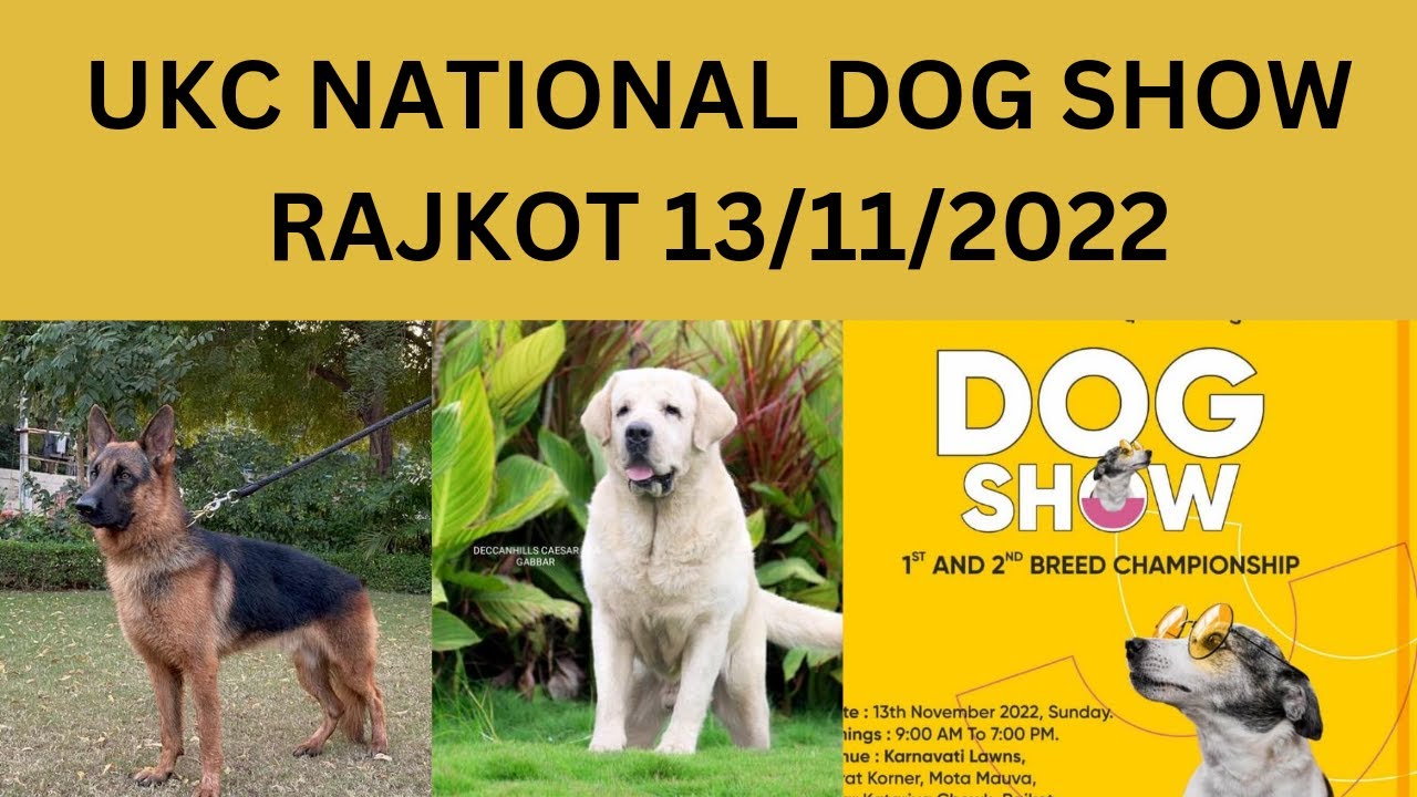 !!National Dog show Rajkot!! !!United kennal Club India!! pet 