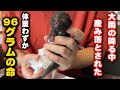 生後4日の子猫を保護しました
