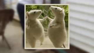 Cedar Park Pest Treatment