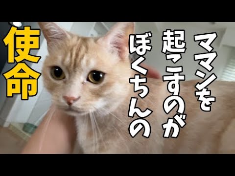 朝寝坊を許さない猫