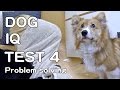 THE CANINE IQ TEST 4 Problem solving 犬のIQテスト4 問題解決能力 Roku welsh corgi コーギー dog K9