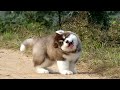 ALASKAN MALAMUTE ~ Bieg z przeszkodami 🤣