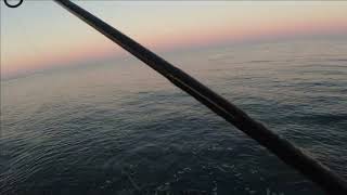 Palamita(Atlantic bonito) shore jigging