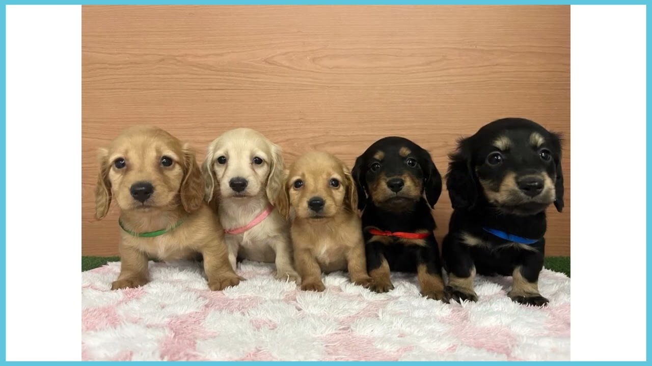 746496 M・ダックスフンド - YouTube