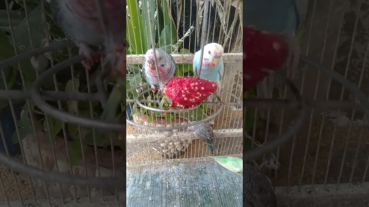 This New York budgie went viral for THIS reason 😂