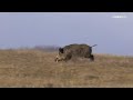 A la caza del gran jabalí en Rumanía con Michel Coya