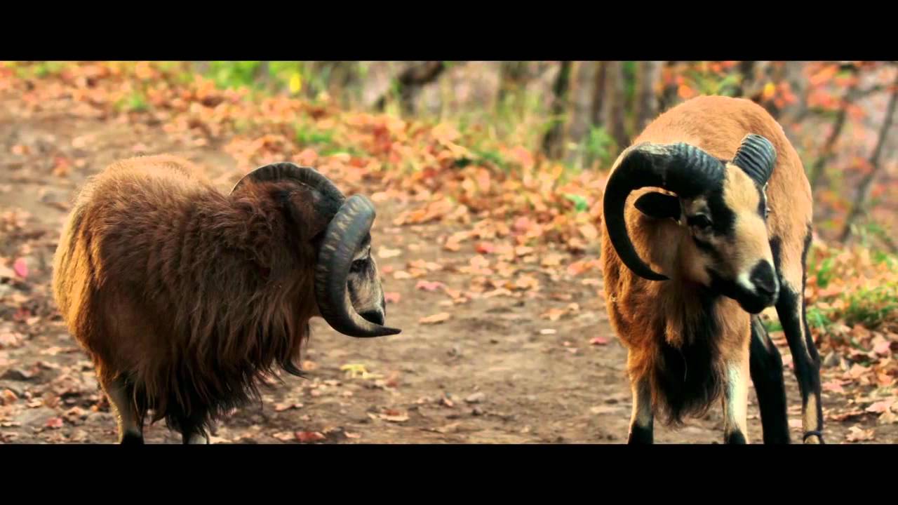 DARLING COMPANION - First Official Trailer, starring Kevin Kline and Diane Keaton