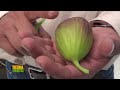 Tierra Fértil Tv - Cultivo del higo y sus características (19.02.22)