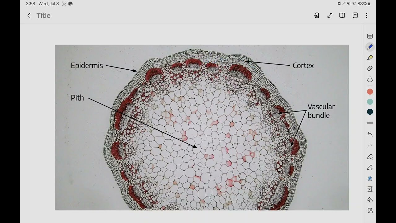 Anatomi Batang Dikotil