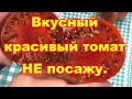 Не посажу вкусный красивый мясистый крупноплодный томат сорта Казула 147