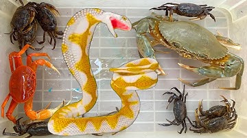 Kem Ốc Chanel bị con rắn hổ mang đuổi, rắn cắn con bò, con chó, con rùa, bắt con cá, con cua, ốc sên