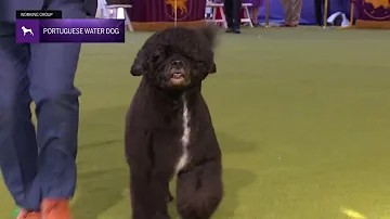 Portuguese Water Dogs | Breed Judging 2024