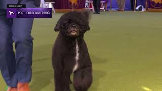 Portuguese Water Dogs | Breed Judging 2024