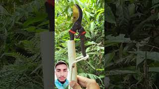 Mango cutting machine.#instadaily #OMG #reelsviral #zara #short