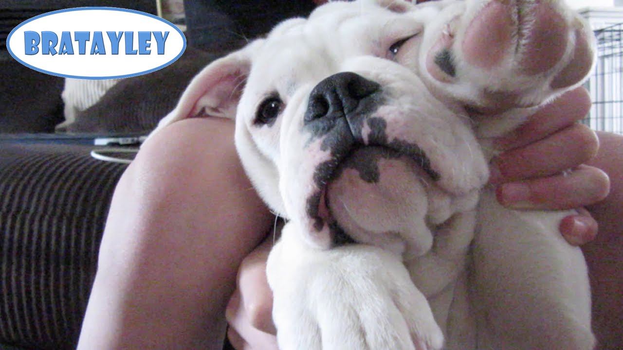 vlogs in spanish I Put My Hands in the Air Like I Just Don't Care (WK 216.2) | Bratayley