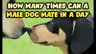 Dogs Mating Everyday - How Old Does a Male Dog Have to Be to Mate & Breed?