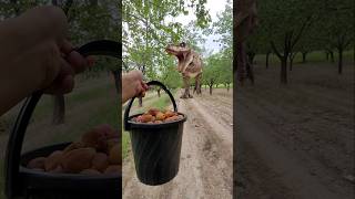 Dinosaur In A Bucket