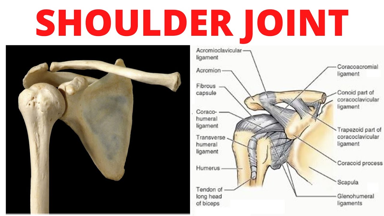 Shoulder Joint Anatomy 