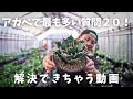 アガベで最も多い質問２０！解決できちゃう動画です！