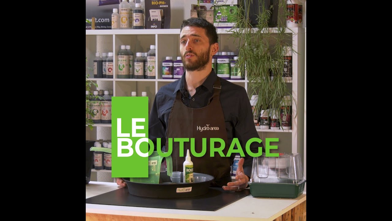 Le bouturage en 4 étapes - Les Tutos Hydro Area