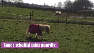 Mini Paardje Longeren Paarden Vlog 55 Aafkushorselife