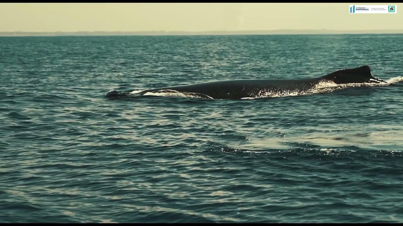 Los Océanos, Guatemala. CONAP
